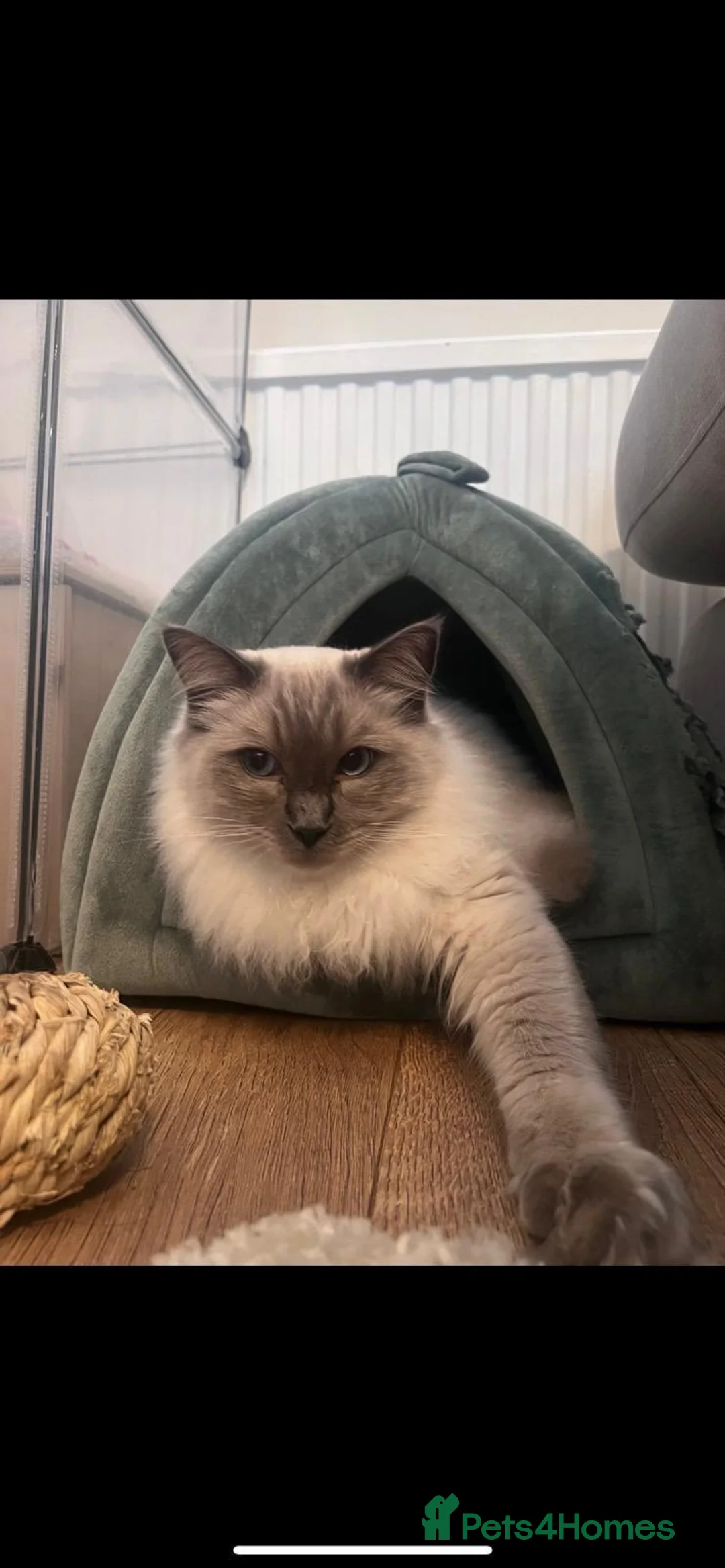 Ragdoll cats for sale: Atlas - Advert 9