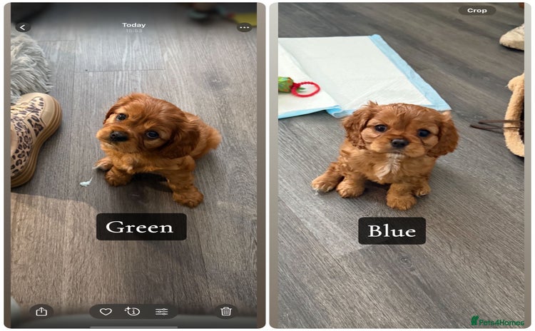 Cavalier King Charles Spaniel dogs - Advert 1