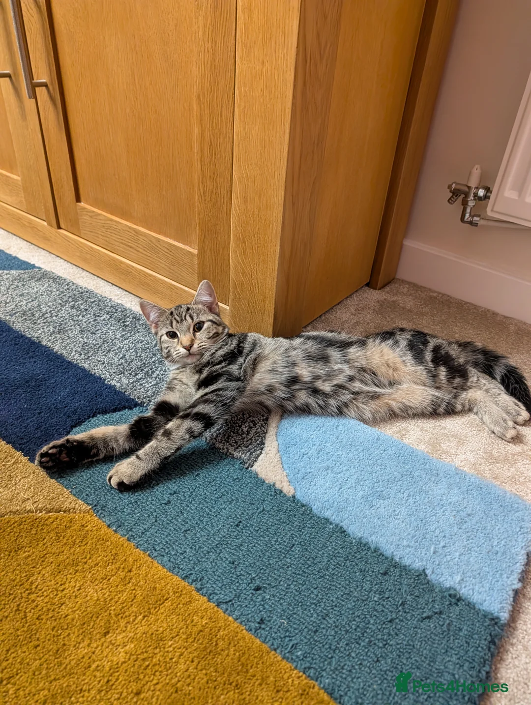 Mixed Breed cats for sale: Two kittens sisters, mixed breed. Selling together - Advert 2