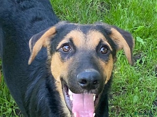 Mixed Breed dogs 💙🐶 BRUNO -The Big, Loving Pup: FOSTER or ADOPT - Advert 3