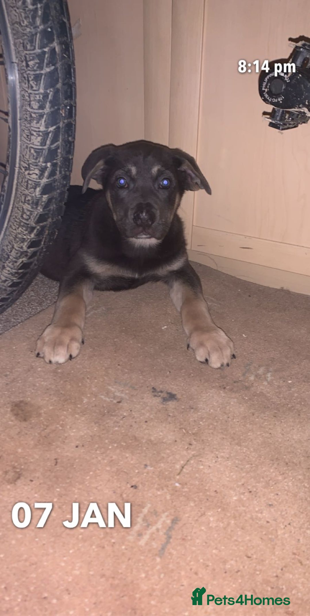 Mixed Breed dogs for sale: Cane Corps X German Shepherd  - Image 4