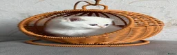 British Shorthair cats for sale: 🌟Adorable Golden Pure BSH kittens 🌟 - Advert 8