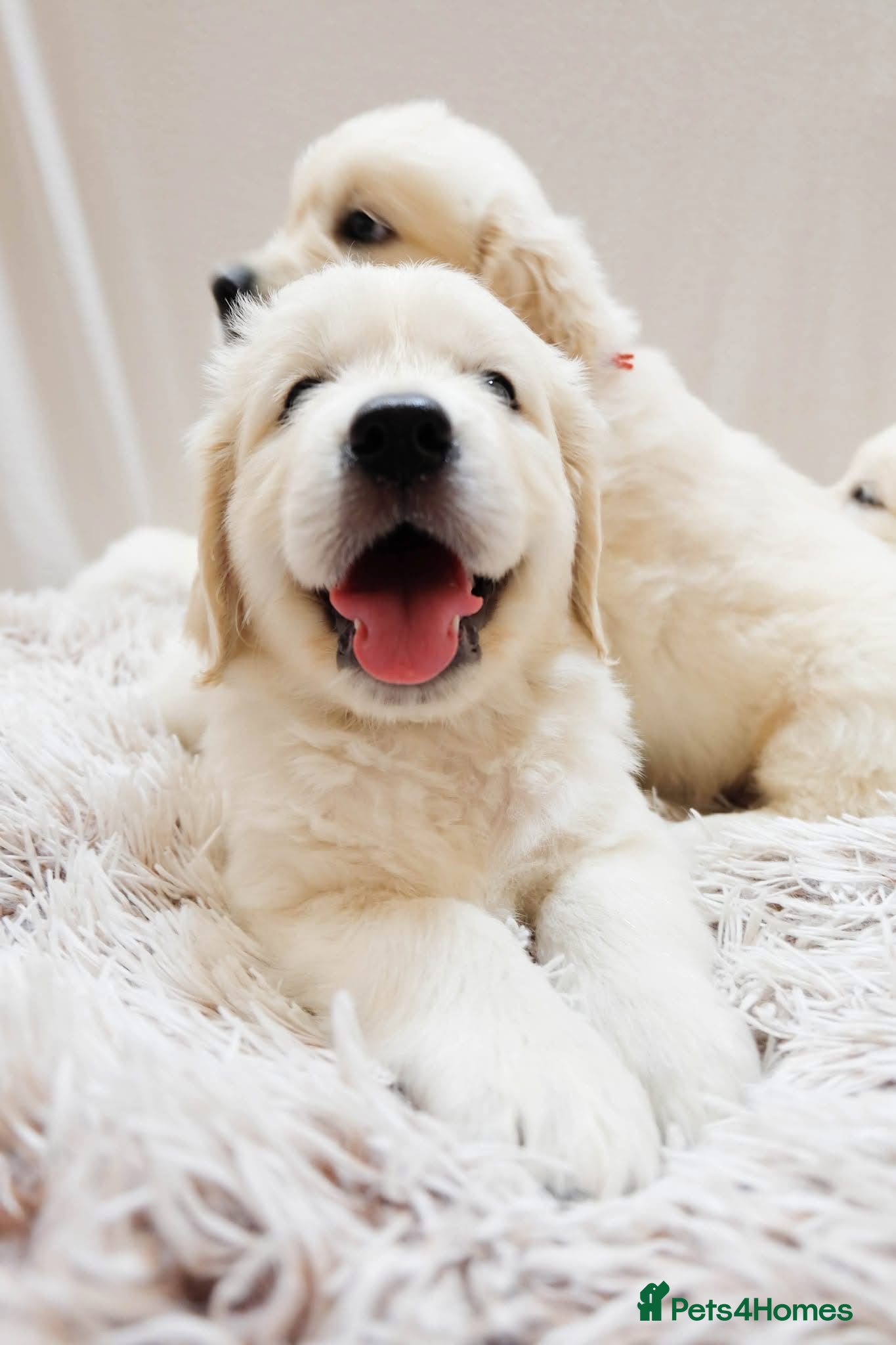 Golden Retriever dogs Cream Golden Retrievers for Sale - Advert 1