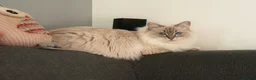 Ragdoll cats for sale: Beautiful GCCF Registered Ragdoll Kittens in Helensburgh - Advert 19