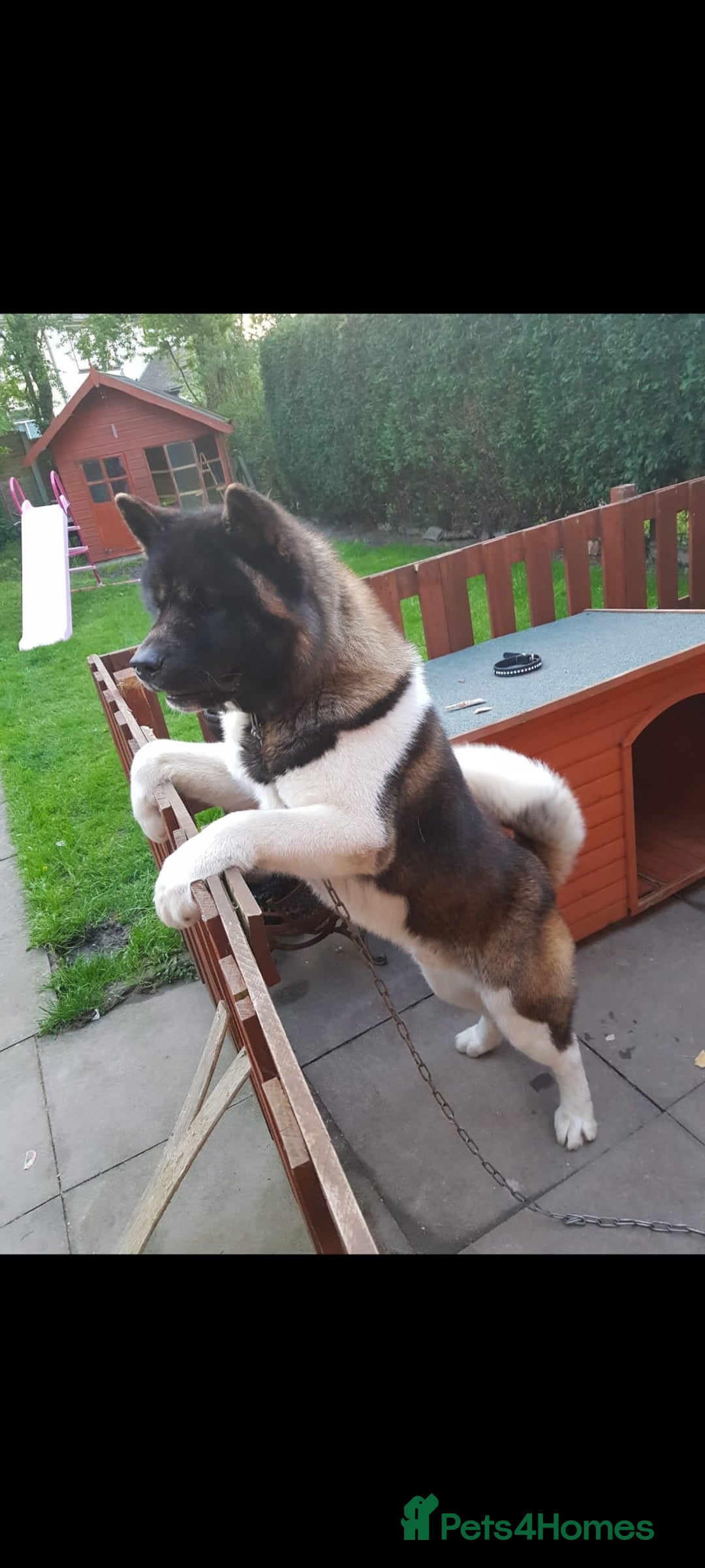 Akita dogs for stud: STUD American akita kc registered  - Advert 3