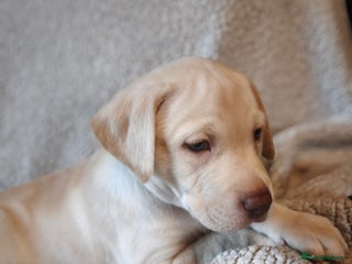 Labrador Retriever dogs ***LAST BOY LEFT*** Adorable Lab Pups - Advert 5