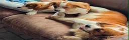 Mixed Breed dogs for sale: Beautiful Blenheim Cavalier spaniel Boys–Ready Now - Advert 11