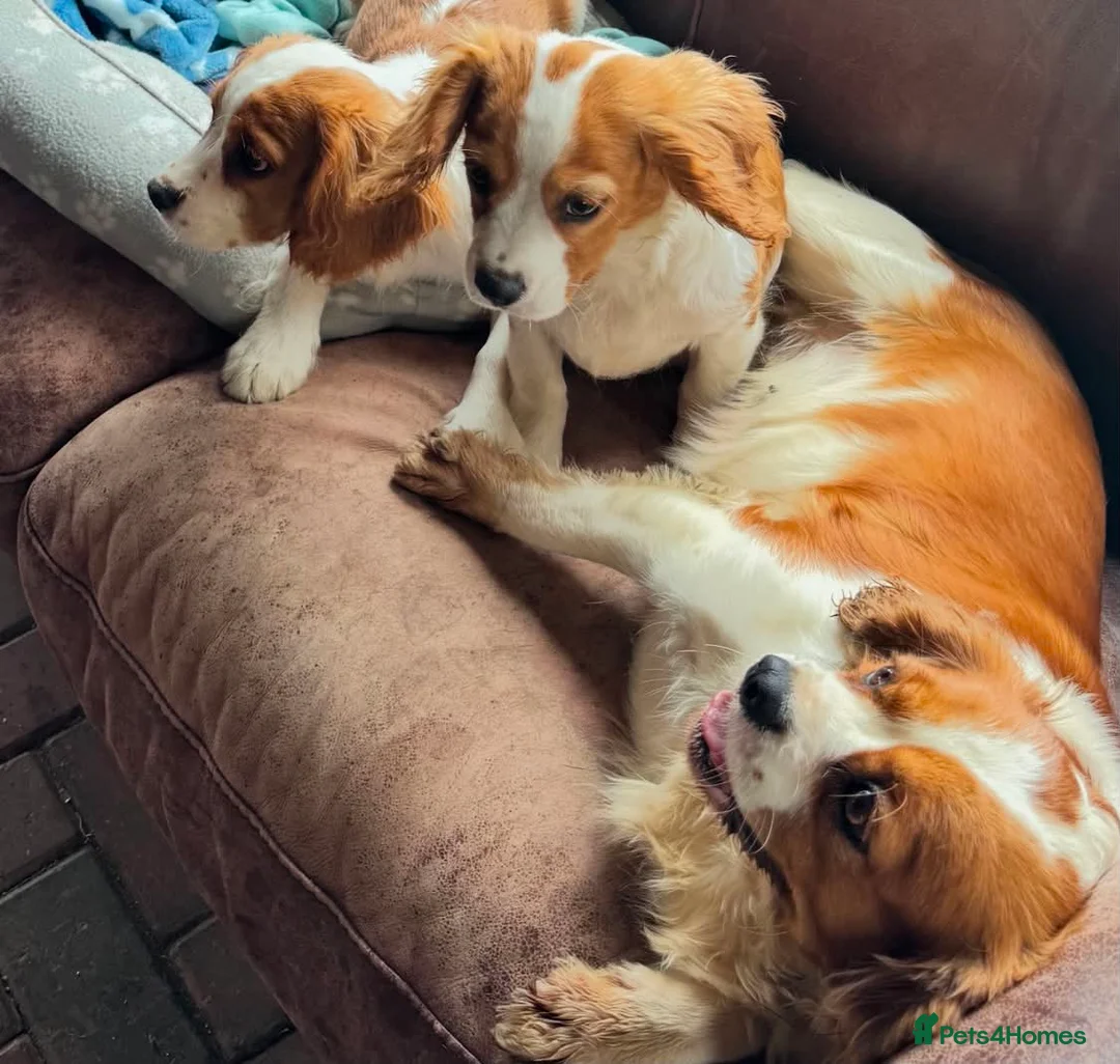 Mixed Breed dogs for sale: Beautiful Blenheim Cavalier spaniel Boys–Ready Now - Advert 11