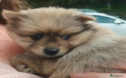Pomeranian dogs for sale: Stunning Pomeranian Pups - Image 2