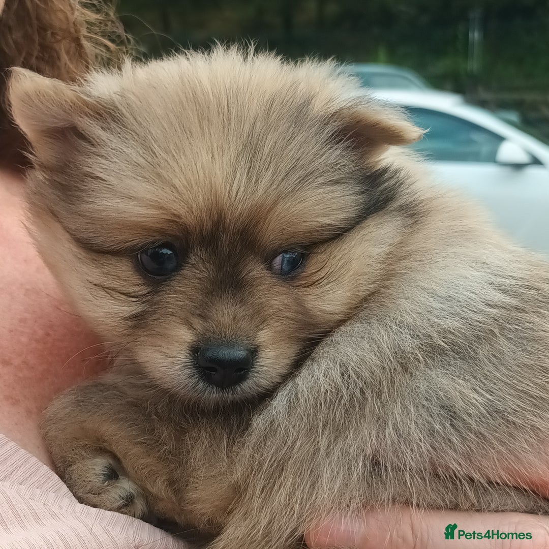 Pomeranian dogs for sale: Stunning Pomeranian Pups - Image 2