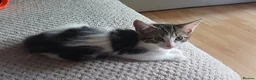 British Shorthair cats for sale: Female kitten - Advert 5