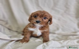 Cavapoo dogs for sale: Cavapoo puppies  - Image 5