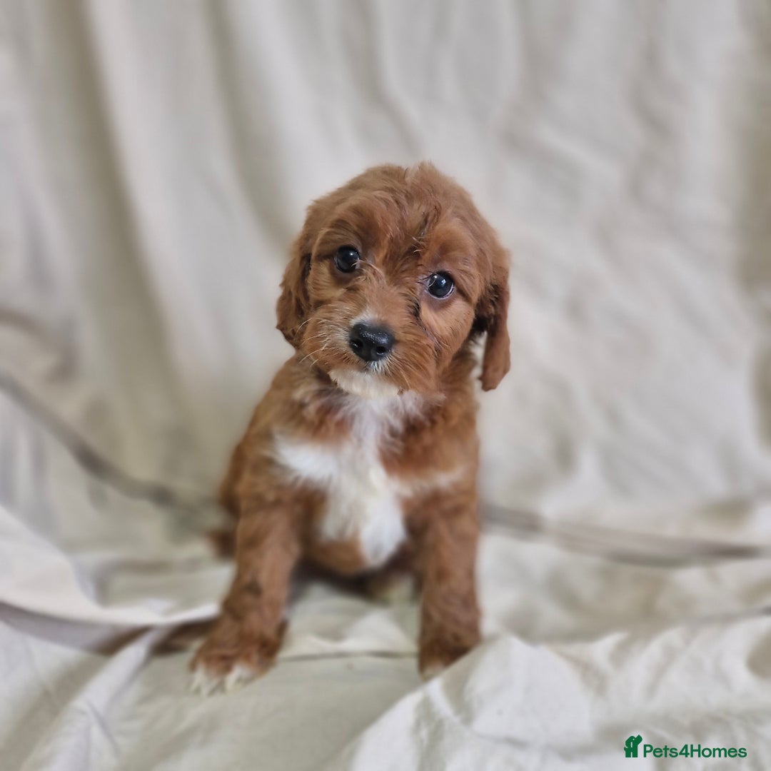 Cavapoo dogs for sale: Cavapoo puppies  - Image 5