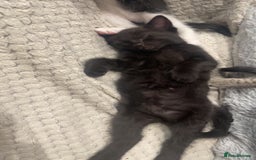European cats for sale: Lovely kittens  - Image 3