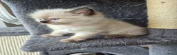 Ragdoll cats for sale: Ragdolls kittens ready now 2 left - Advert 4