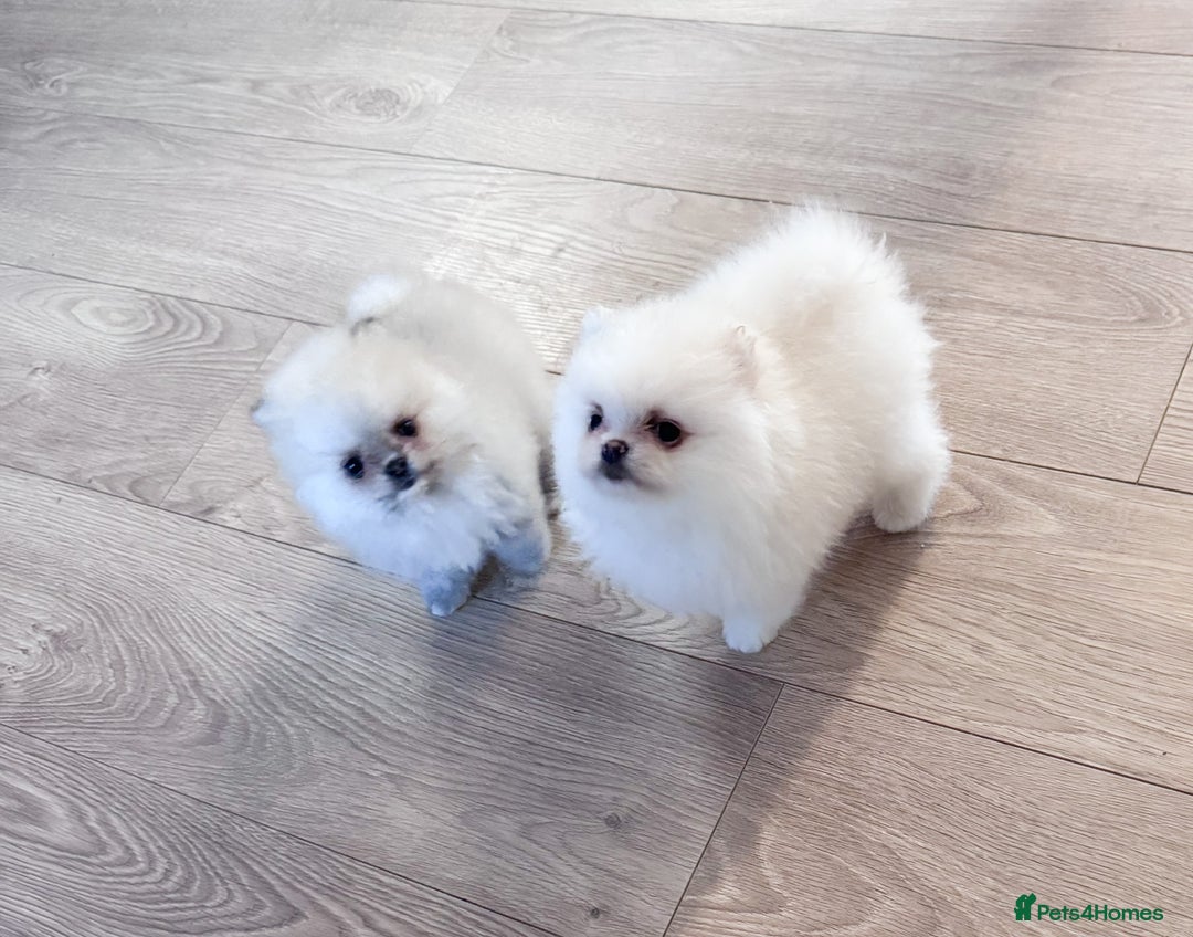 Pomeranian dogs for sale: Bridgerton KC Teddy Bear Faced Pomeranians - Image 1
