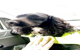 Cocker Spaniel dogs for stud: KC registered Cocker Spaniel Striker for stud - Image 9