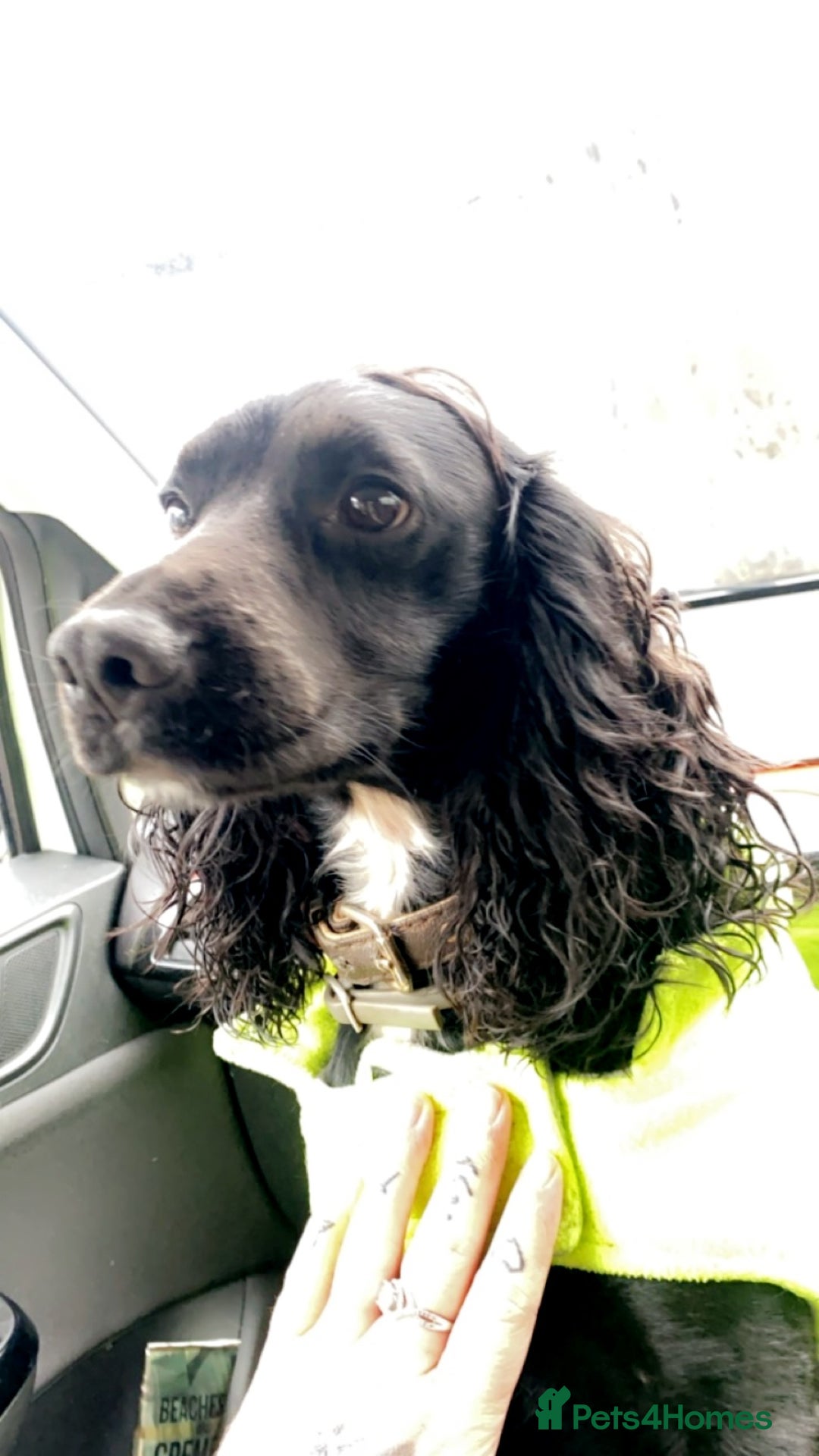 Cocker Spaniel dogs for stud: KC registered Cocker Spaniel Striker for stud - Image 9
