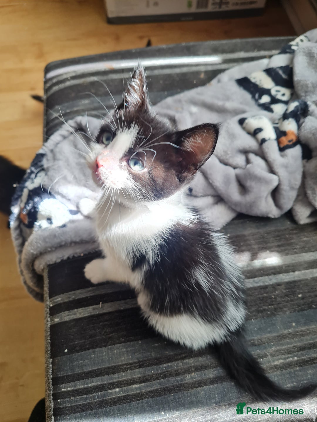 Mixed Breed cats for sale: 3 girls 2 boys kittens ready now  - Image 2