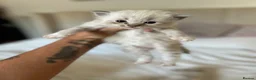 Ragdoll cats for sale: 7 beautiful ragdoll kittens  - Advert 11