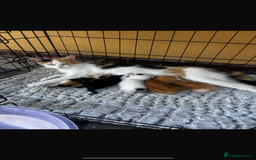 Mixed Breed cats for sale: I have 4 beautiful little cuties  - Image 6