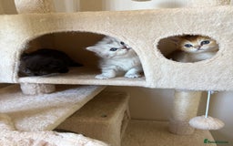 British Shorthair cats for sale: Beautiful rare litter of shorthair kittens - Image 3