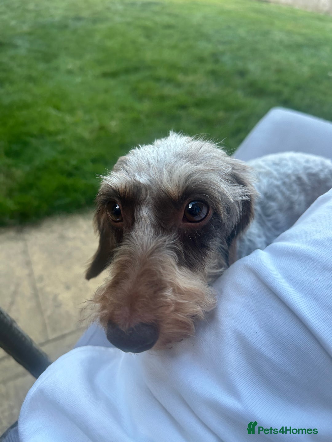 Miniature Dachshund dogs for sale: Miniature Daschund - Image 14