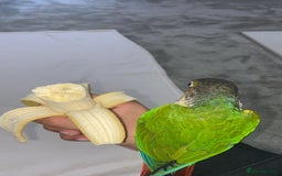 Conures birds for sale: Silly Tamed conure - Image 3