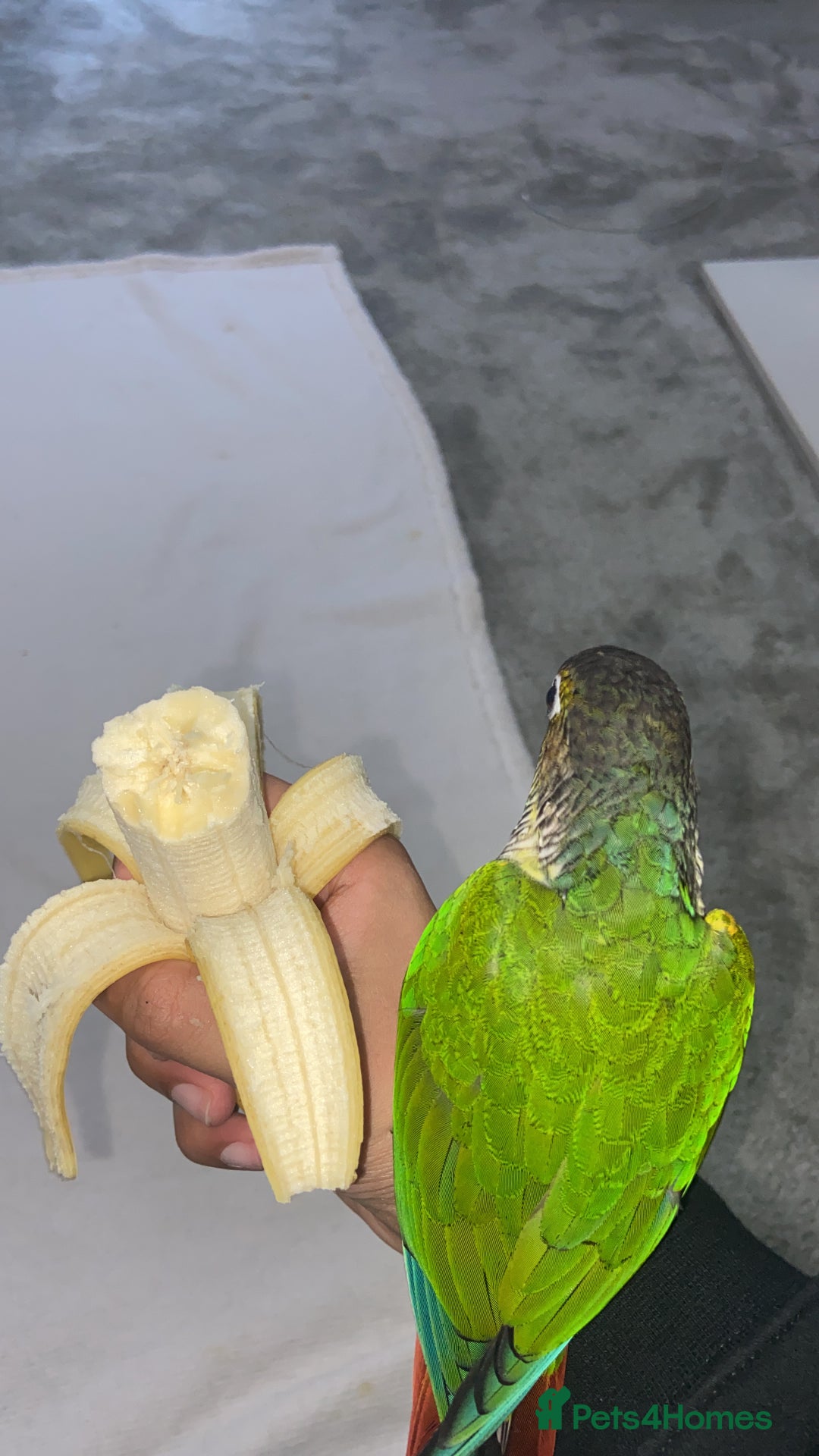 Conures birds for sale: Silly Tamed conure - Image 3