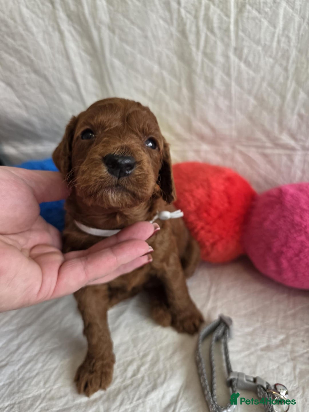 Mini Goldendoodle dogs for sale: 👑Superb Rare Toy/Mini Deepest Red Goldendoodles👑 - Image 4