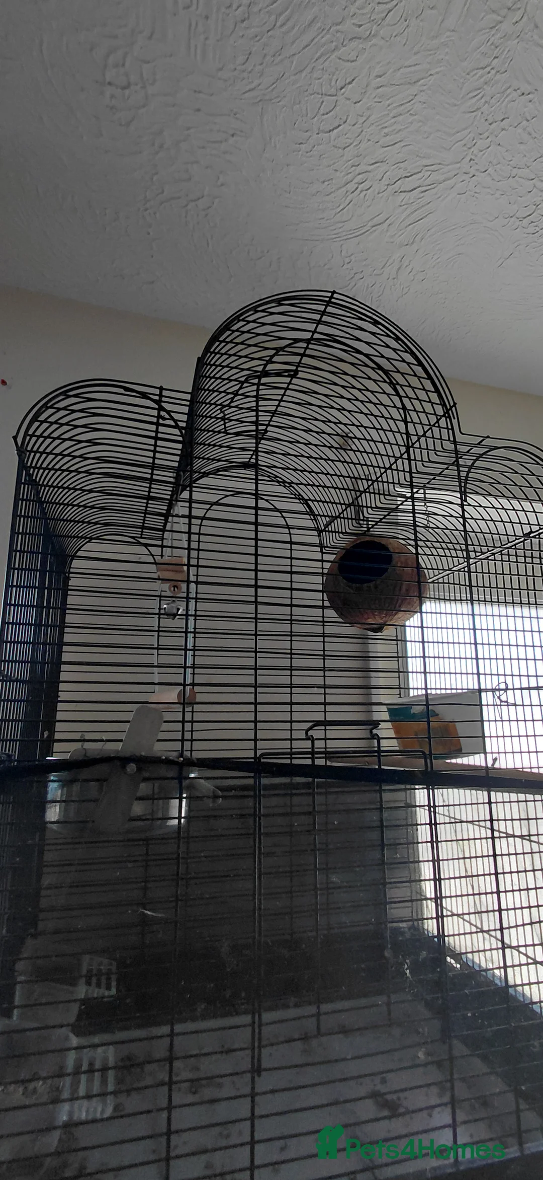 Lovebirds birds for sale: 2 male lovebirds and cage - Advert 3