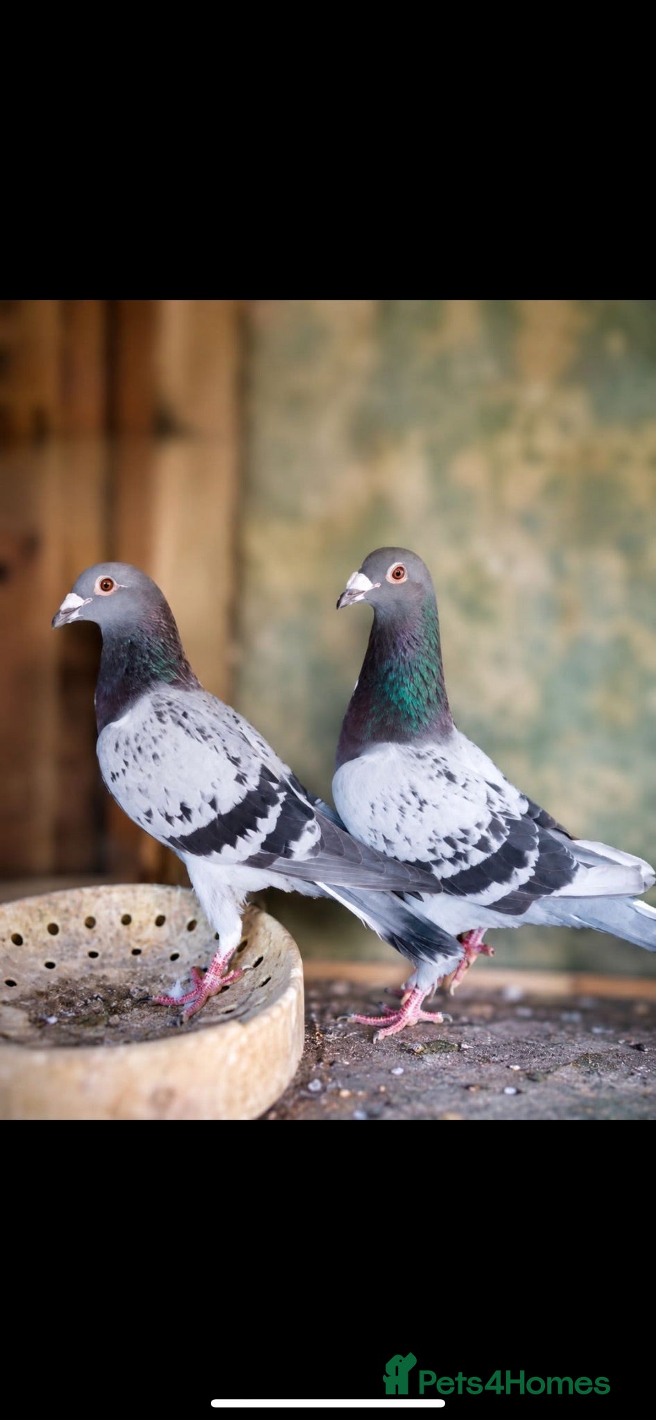 Pigeons birds Racing pigeons - Good bloodline - Advert 1