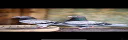 Pigeons birds for sale: Racing pigeons - Good bloodline - Advert 1