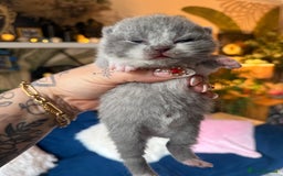 British Shorthair cats for sale: Outstanding kittens 😻 Champion line🥇🏆😻 - Image 36