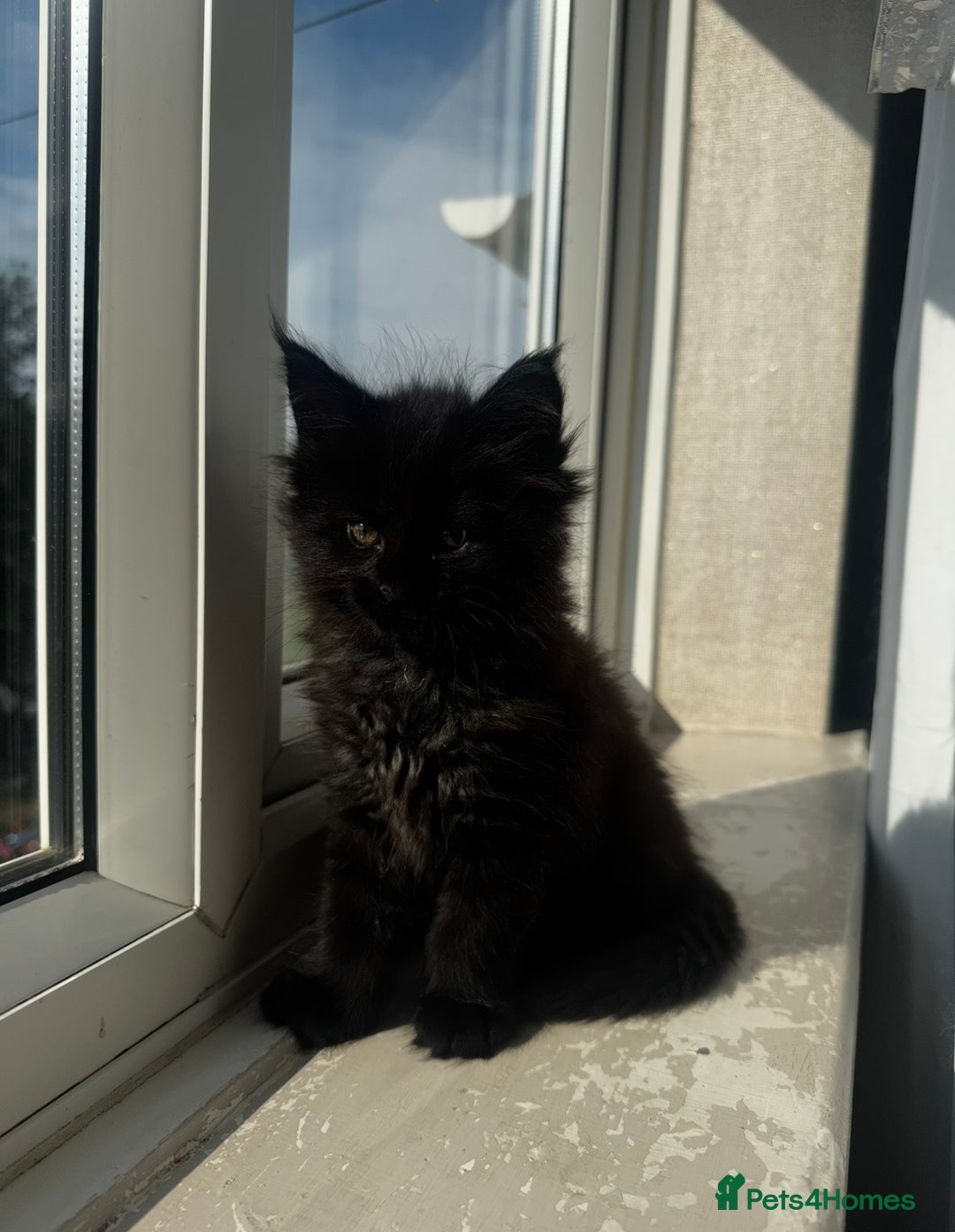 Maine Coon cats for sale: 1 BLACK SMOKE BOY 1 TORTIE GIRL MAINE COON KITTENS - Image 20
