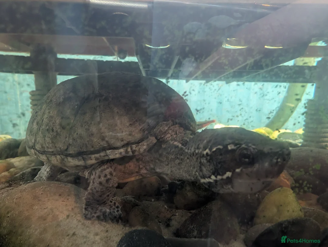 Turtle reptiles for sale: 2x Musk Turtles  - Advert 2
