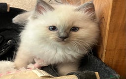 Ragdoll cats for sale: Gorgeous GCCF Ragdoll kittens - Image 3