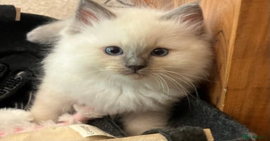 Ragdoll cats - Advert 4