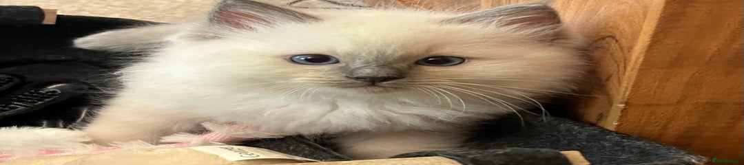 Ragdoll Kitten 3