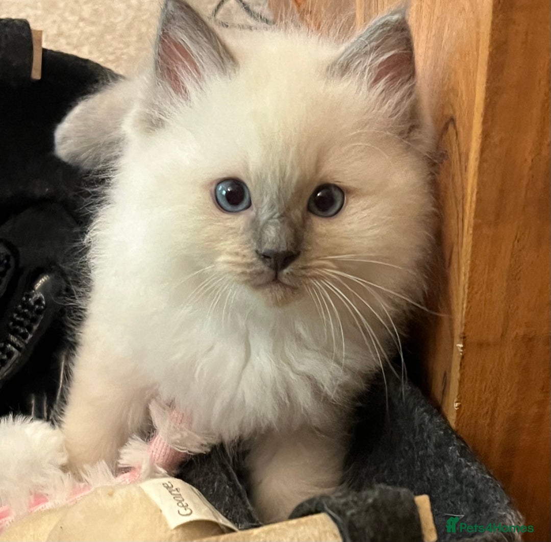 Ragdoll cats for sale: Gorgeous GCCF Ragdoll kittens - Image 3