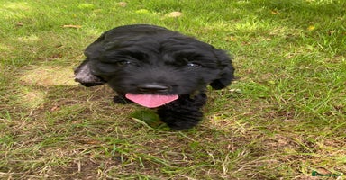 Sproodle dogs - Advert 4