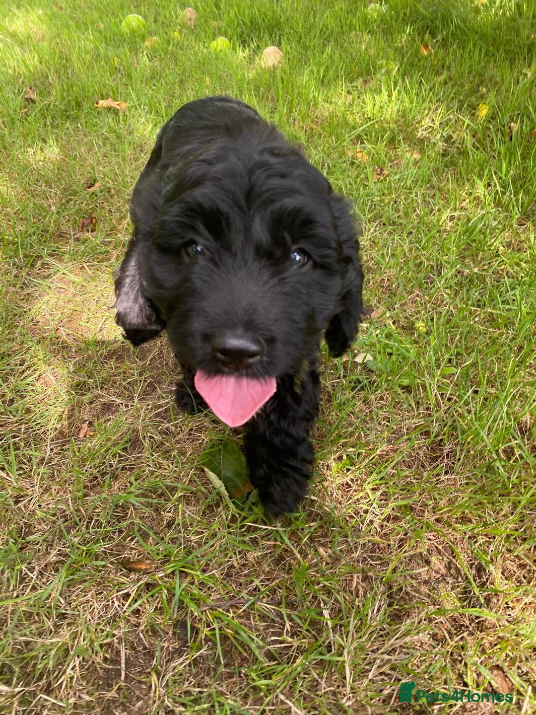 Sproodle dogs for sale: Stunning F1 sproodle  - Image 6