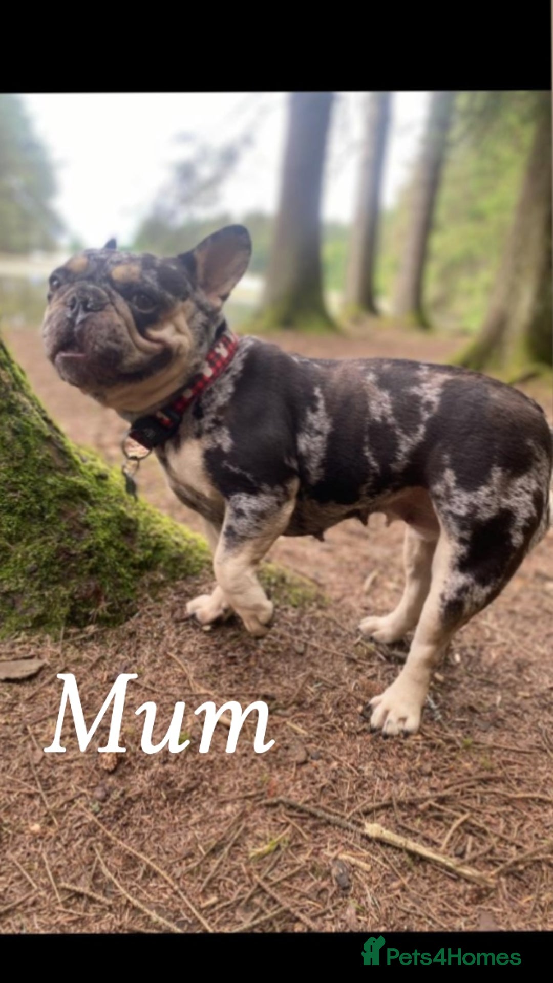 French Bulldog dogs for sale: Beautiful French bulldog puppies  - Image 23