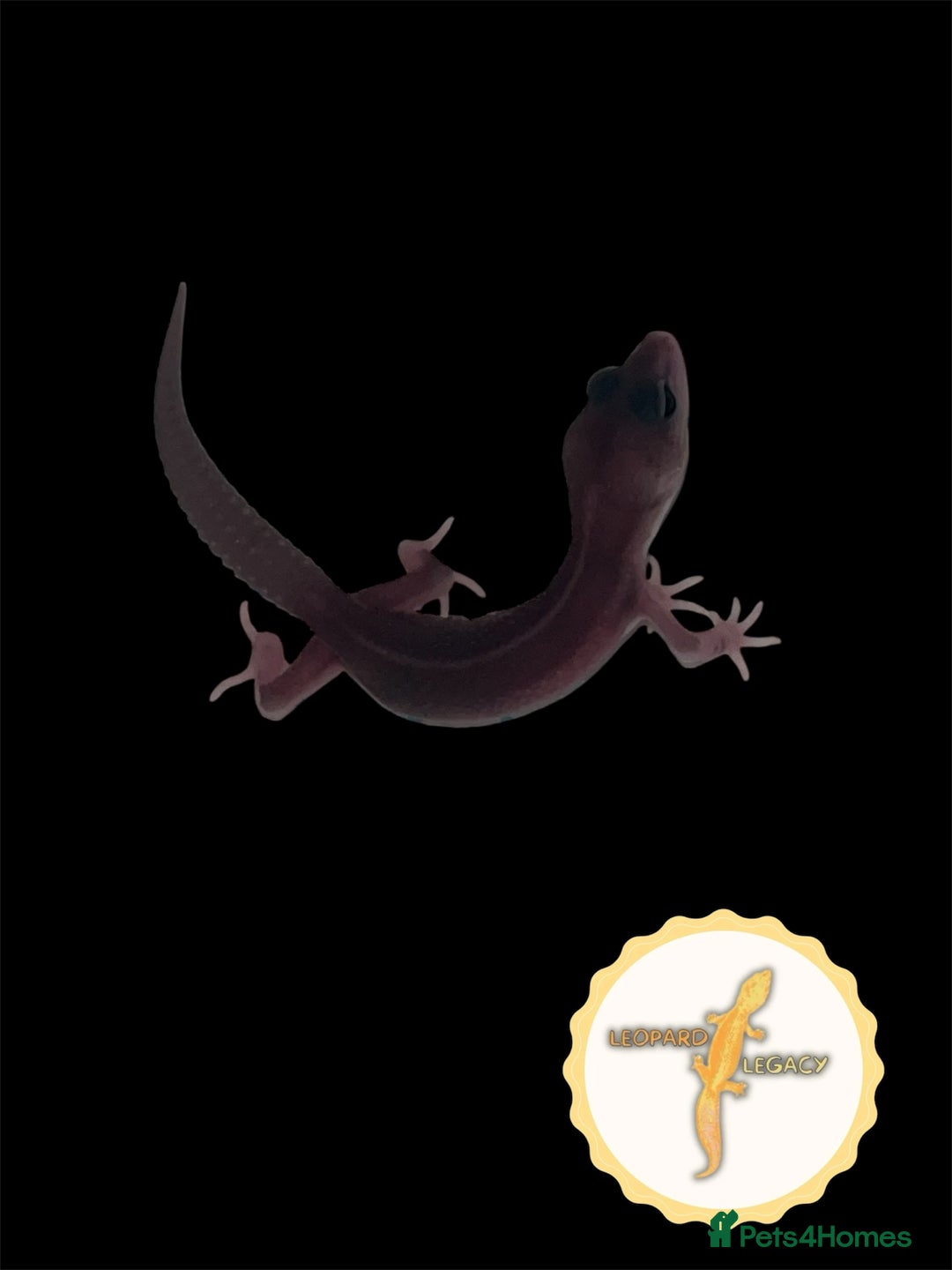 Leopard Gecko reptiles for sale: Baby leopard geckos for sale - Image 9