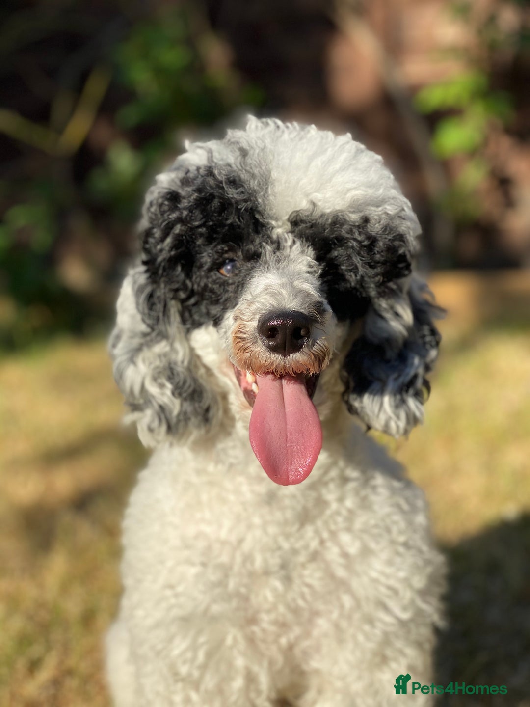 Toy Poodle dogs for stud: Parti Toy Poodle KCregistered PRA PRCD NEG proven - Image 19