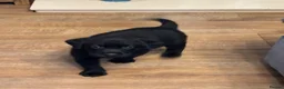 Labrador Retriever dogs for sale: Stunning labrador puppies - Advert 7