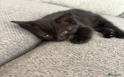 British Shorthair cats for sale: 2 half british short hair kittens left - Image 5