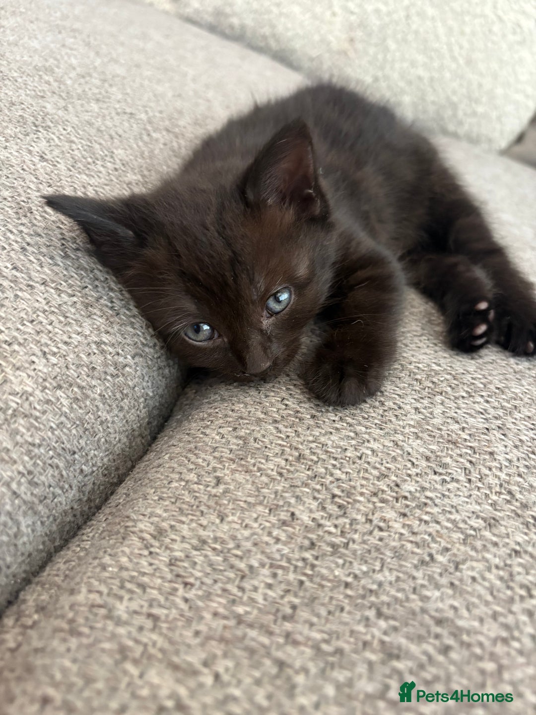 British Shorthair cats for sale: 2 half british short hair kittens left - Image 5