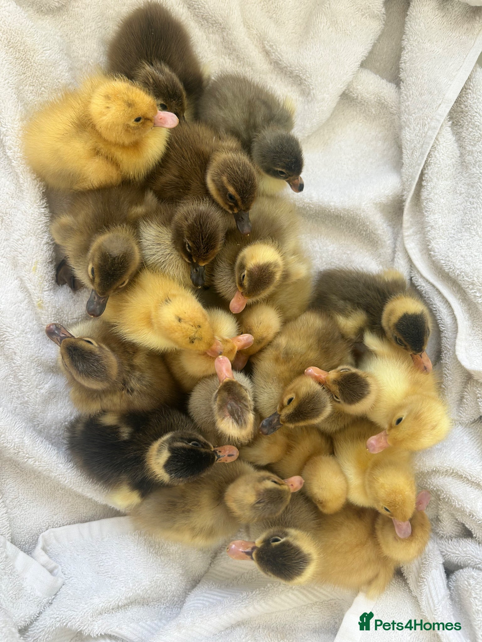 Ducks poultry Unsexed Indian Runner Ducklings - Advert 13