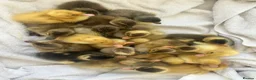 Ducks poultry for sale: Unsexed Indian Runner Ducklings - Advert 1
